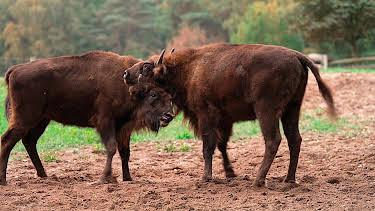17:15: Hanseblick - So wild ist Mecklenburg | NDR Fernsehen | 9/26 2026