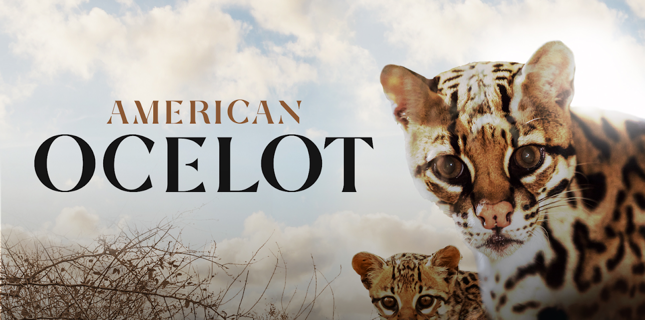 American Ocelot (2022)