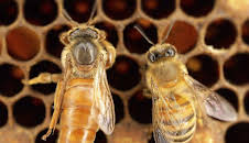 Das Leben der Honigbienen