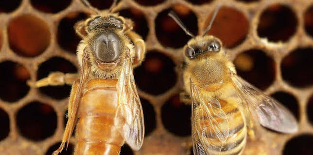 05:30: Das Leben der Honigbienen | SWR Fernsehen RP | 3/19 2026