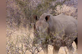 Battleground Rhino Wars Season 1: Hell To Pay