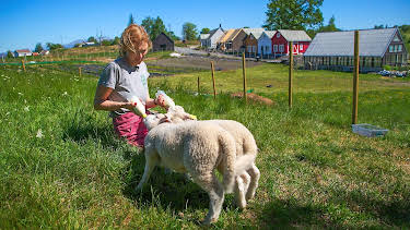 23:55: Draumen om eit småbruk ses 4: Kjekt med lam | NRK 2 | 3/27 2026
