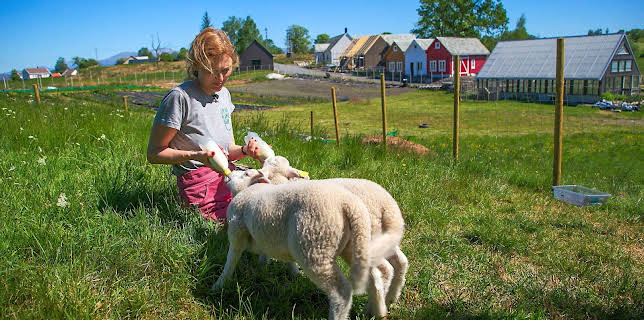 00:05: Draumen om eit småbruk ses 4: Kjekt med lam | NRK 2 | 3/28 2026