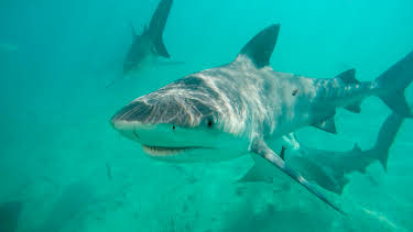 04:45: Jungle Shark | Animal Planet | 12/25 2025