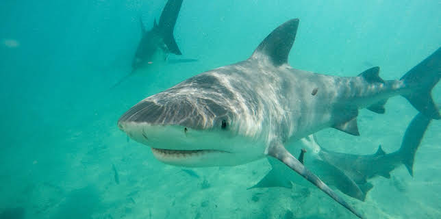 09:25: Jungle Shark | Animal Planet | 11/4 2025