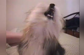 America's Funniest Home Videos Collection 1: Criminal Critters and Anger Management