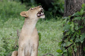 Wonders of Nature: On The Move