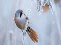 Winterwatch