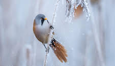 Winterwatch (S14 E4)