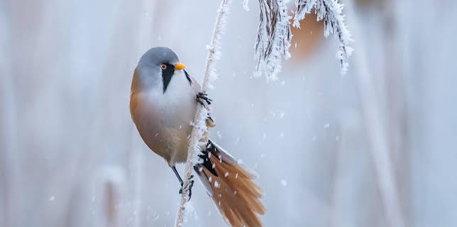 7:00 PM: Winterwatch (S14 E4) (S14) | BBC Two | 1/23 2026