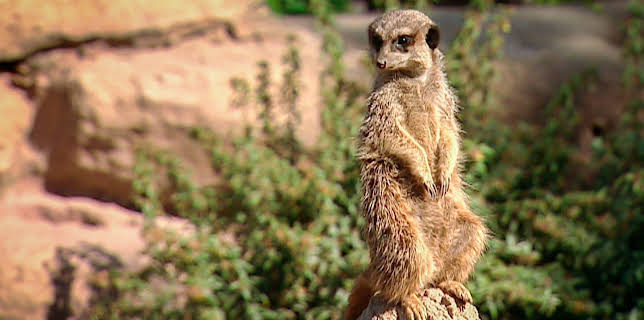 14:25: Elefant, Tiger & Co. (206) | MDR Fernsehen | 12/1 2025