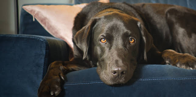 The Hidden Lives of Pets