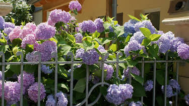 15:30: Schnittgut. Alles aus dem Garten | BR Fernsehen | 4/24 2026