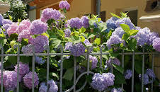 Schnittgut. Alles aus dem Garten