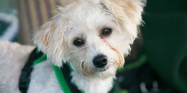 16:25: Hundehuset: Harry | NRK 2 | 2/23 2026