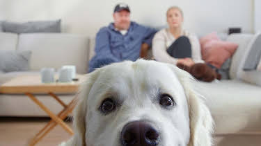 22:20: Fra bølle til bestevenn: Oppfør deg som en hund! | NRK 2 | 4/11 2026