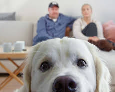 Fra bølle til bestevenn: Oppfør deg som en hund!