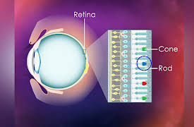 Understanding the Quantum World: Quantum Mechanics and Color Vision