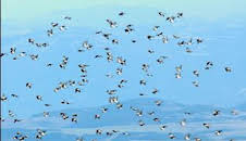 Alarcia, frente Palomero