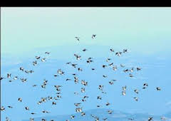 Alarcia, frente Palomero