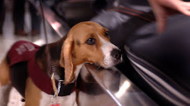 07:45: Border Patrol Australia | ProSieben Maxx | 3/31 2026