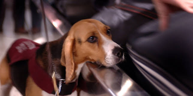 10:55: Border Patrol Australia | ProSieben Maxx | 12/10 2025