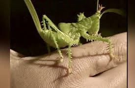 The Jeff Corwin Experience: Season 1: Into the Heart of Darkness