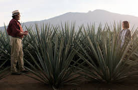 Monarca: Beskärningen