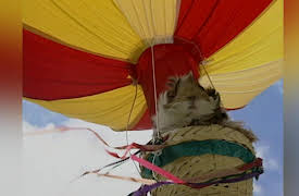 Once Upon A Hamster Season 1: Mist