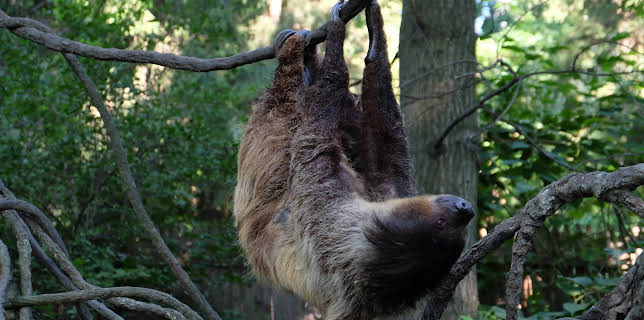 06:50: The Zoo (S3 E10) (S3) | Animal Planet | 1/12 2026