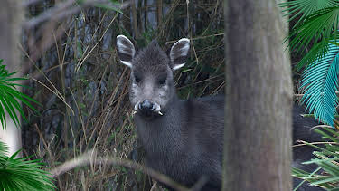 12:00: Elefant, Tiger & Co. | Radio Bremen | 4/14 2026