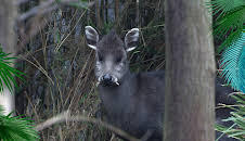 Elefant, Tiger & Co.