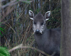 Elefant, Tiger & Co.