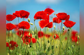 The Botanist's Eye: Identifying the Plants around You: Early Eudicots: Buttercups and Poppies