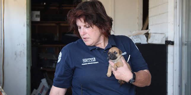 22:00: Animal Cops Phoenix (S15 E7) (S15) | Animal Planet | 11/8 2025