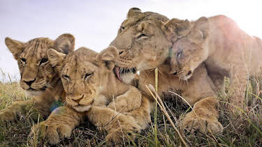 3:30 PM: Serengeti (S2) | BBC Two | 8/17 2026