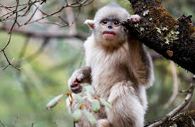 Asia, Season 1: Above the Clouds