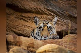 Season 1: Planet Earth: Dynasties I - Tiger
