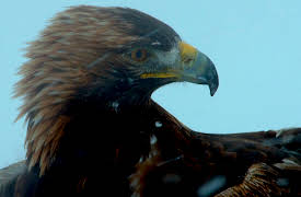 Wildest Europe: Episode 1