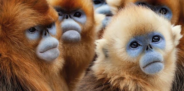 11:55: Sieben Kontinente - Ein Planet | ZDFneo | 11/1 2025