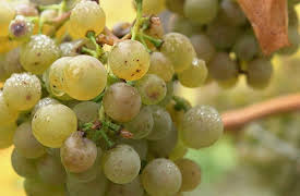 World's Greatest Cruises | S1: Danube Culinary Central Europe