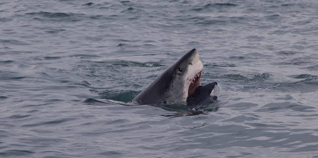 00:00: Blue Serengeti | Animal Planet | 12/21 2025