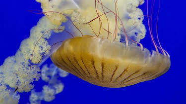 9:00 AM: The Aquarium (S1) | Discovery Channel | 8/17 2026