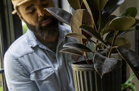 Magnolia Workshops: Caring For Common Houseplants: Rubber Tree