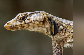 Extreme Africa: Dragon Mountain: Surviving the Summit