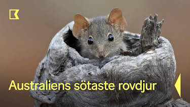 20:10: Australiens sötaste rovdjur | Kunskapskanalen | 7/27 2026