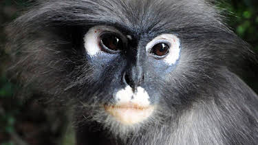 8:00 PM: Thailand: Earth's Tropical Paradise | BBC Four | 1/7 2026