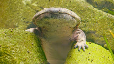 12:35 PM: Go Wild (S2) | Cbeebies | 4/12 2026