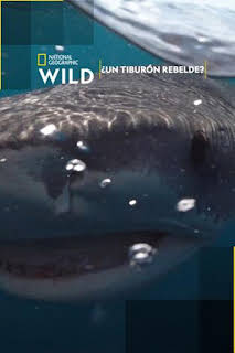19:40: ¿Un tiburón rebelde? | Nat Geo Wild | 7/12 2026
