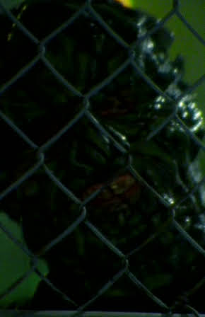 Jason Hopley as Director